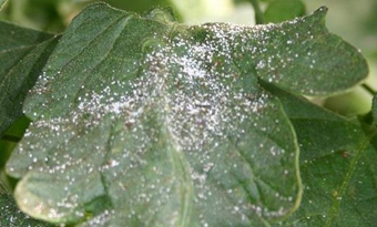  Psyllid sugars on leaf