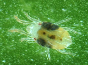Microscopic view of an adult female two-spotted mite