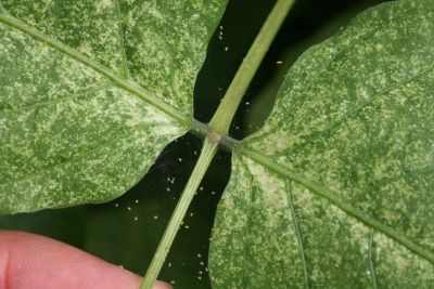 Leaves with damage caused by two-spotted mite