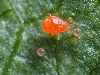 Microscopic view of a Chilean predator mite and two two-spotted mite eggs