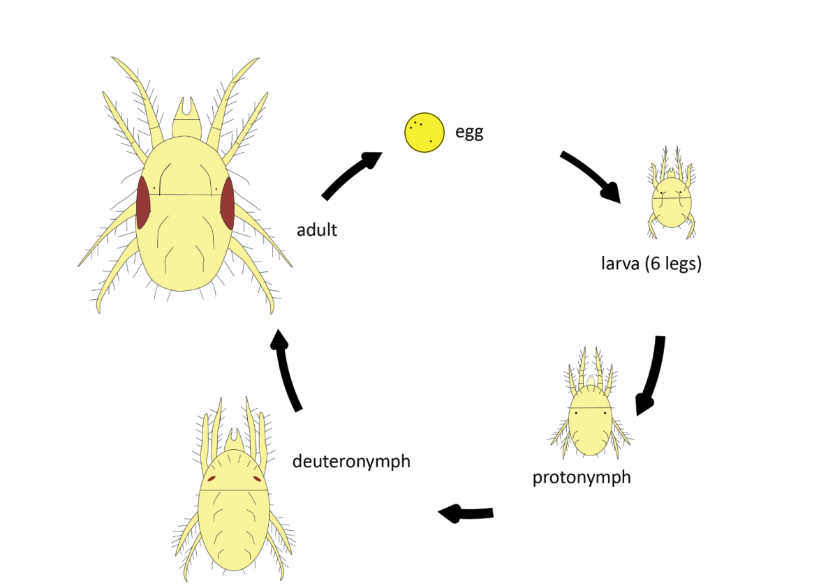 Life cicle of two-spotted mite, showing progression from egg to 6-legged larva, protonymph, deuteronymph and adult, which then lays more eggs.
