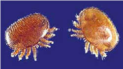 Reddish-brown varroa mites