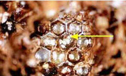 Adult varroa and babies