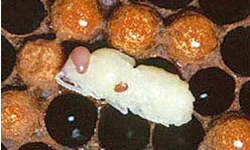 An adult female varroa (oval-shape) feeds on the thorax of a developing worker bee