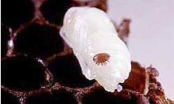 Varroa on pupa of worker bee