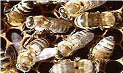 The brownish-orange bumps on these bees are varroa