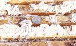 White wax moth cocoons on wooden frame bars 