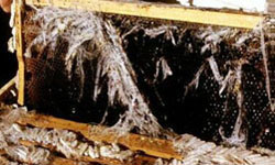 Comb destroyed by wax moth webbing