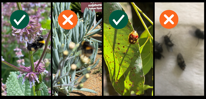 Figure 1 Alt text for images left to right: 1. Photo of a bumble bee in focus on purple flowers as an example of a good photo. 2. Photo of a bumble bee out of focus on a green plant as an example of a poorly focussed image. 3. Photo of a brown and yellow leaf beetle in focus on a green leaf to demonstrate a good photo. 4. A photo of five house flies out of focus on white paper towel to show an example of a poorly focussed image.