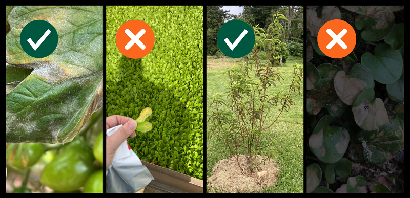 Figure 3 Alt text for images left to right: 1. Photo of a green tomato leaf with yellowing and powdery mildew on it to demonstrate a good, in-focus photo of plant disease symptoms.  2. A photo of a plant leaf being held in a hand that is far away and out of focus to show a poor photo that is not helpful for diagnostics.  3. A photo of a whole plant in the ground to demonstrate the need for an overall plant photo to assist with disease assessment.  4. A dark photo of some plant leaves that demonstrates a poorly lit photo that is difficult to assess. 