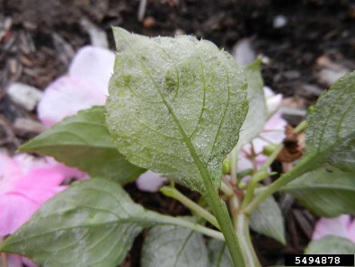 Flower with Lower leaf surface showing downy mildew