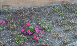 Symptoms include plants with few or no flowers