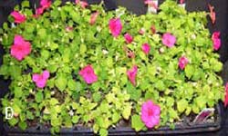Yellowing, stunting and premature leaf fall on a tray of bedding impatiens