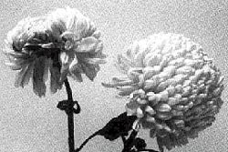 Figure 2. TAV causing distorted flowers. White chrysanthemum flower looking wilted