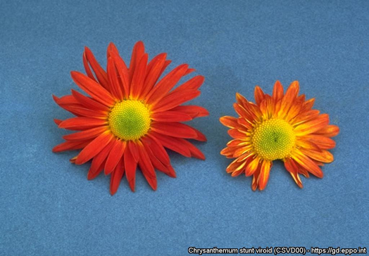 Figure 6. CSVd causing flower distortion and colour bleaching. Healthy flower next to a flower stunted in size with damaged and discoloured petals