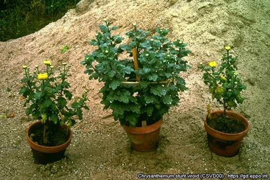 Figure 4. Plants on right and left showing reduced size and premature flowering compared with the healthy middle plant. Infection of chrysanthemum cv. Soleil d’Armor showing stunting and earlier blooming of affected plants; healthy plant in the middle.