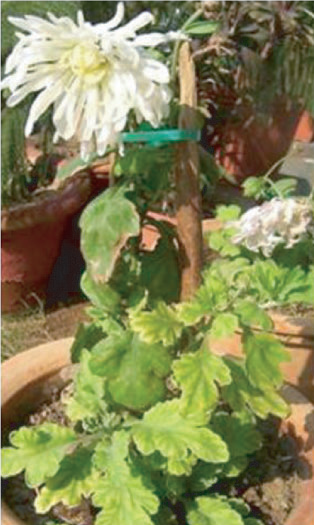 Figure 1. Chrysanthemum with TAV showing interveinal yellowing and distorted flowers. Chrysanthemum morifolium showing yellow mosaic, stunting and flower deformation