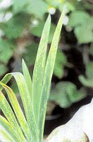 Yellow leaves mixed with green healthy leaves