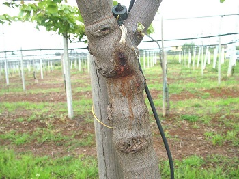 Tree trunk with lesions
