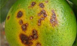 Surface of citrus fruit with brown lesions that have yellow halos