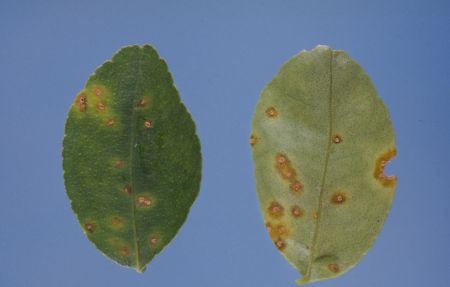 Lime leaves with brown spots that have yellow halos