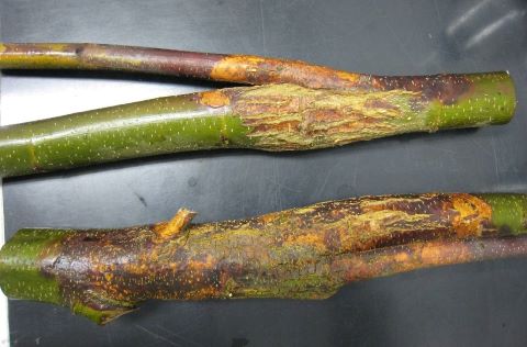 Branches of tree that have dead tissue