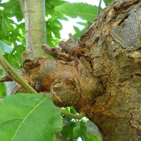 Trunk of tree with new growth