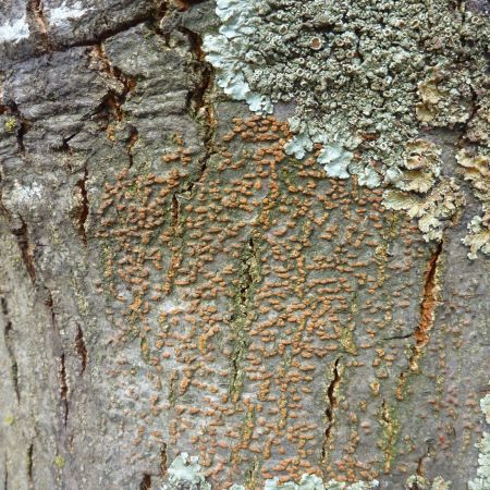 Trunk of tree showing orange discolouration