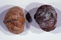 Healthy nut next to a peeled infected nut with white fungus growth on the outside