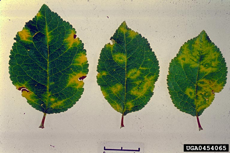 Three green plum leaves showing yellow discolouration.