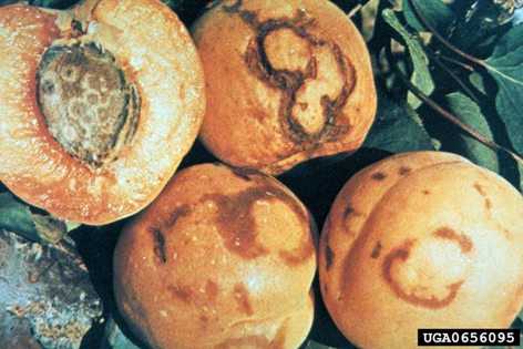 Yellow-orange apricot with brown discolouration in rings patterns