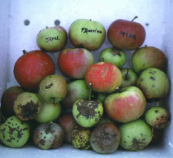 Apples with scab of varying severity