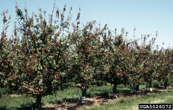 Fire blight on Malus 'Honey Gold' in a Minnesota orchard
