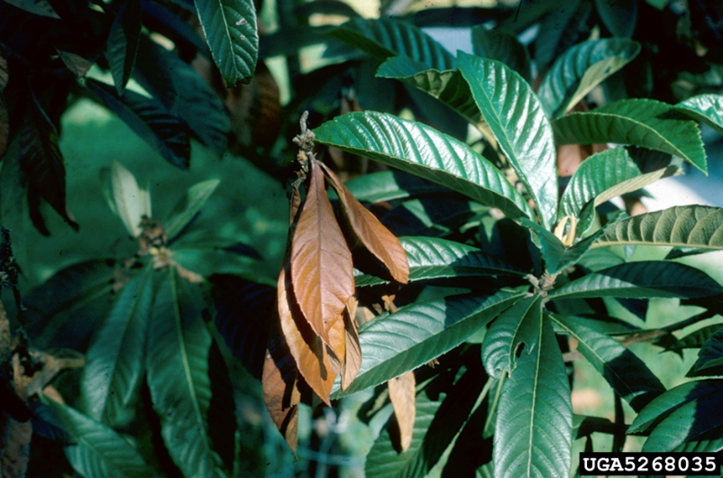 Fire blight on loquat (Eriobotrya japonica)