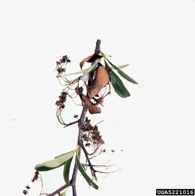 Fire blight on firethorn