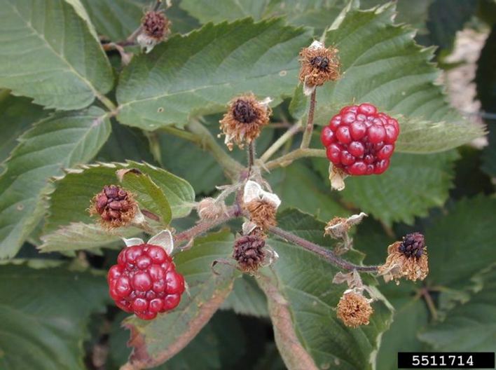 Fire blight on cane fruit showing blight and death of fruit