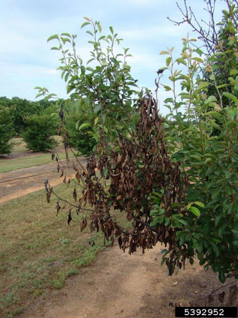 Fire blight symptoms on apple sp.