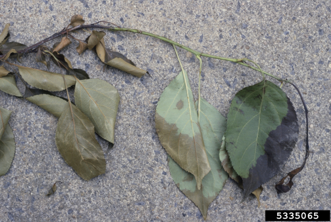 Fire blight on shoot of apple showing twig blight with shepherd’s crook and water-soaked young leaves before turning black