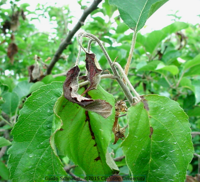 The scorched appearance of a young twig with fire blight, note the blacked attached leaves, midrib necrosis and shepherd's crook