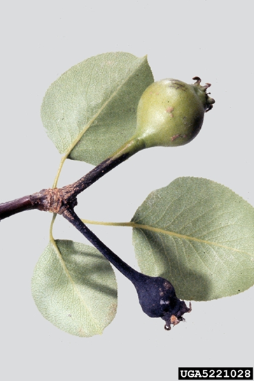 Fire blight on pear fruitlet, showing blackened fruit with ooze