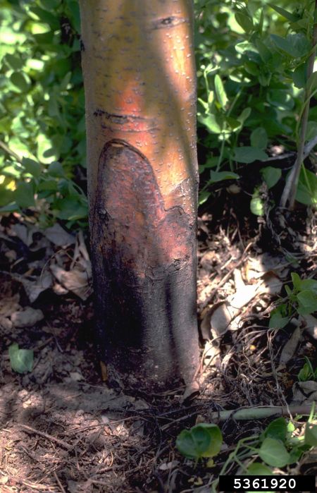 Base of apple tree with a large, dark and depressed scar
