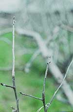 Terminal shoot with a pinched bud covered in white fungal growth