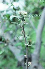 Abnormal growth on infected bud