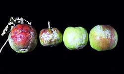 Misshapen apples with white powder growth on the skin 