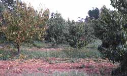 Orchard with tree missing from row and a tree with yellowing leaf symptoms of Armillaria root rot