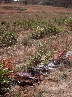 Patches of dead and dying plants in a new block of planted blueberries 