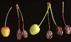 Brown rot infection of immature cherries