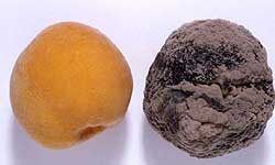 Brown rot infected canning peach next to a healthy peach