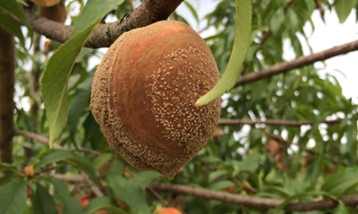 image of brown coverings on a fruit