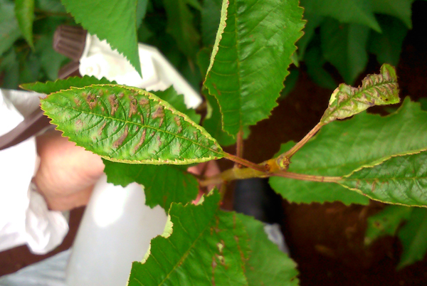 Cherry leaves with leaf curling and dred-brown markings on the leaf surface